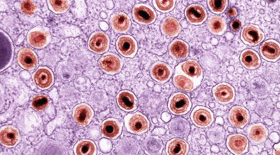 an image of a cell with blood cells in it