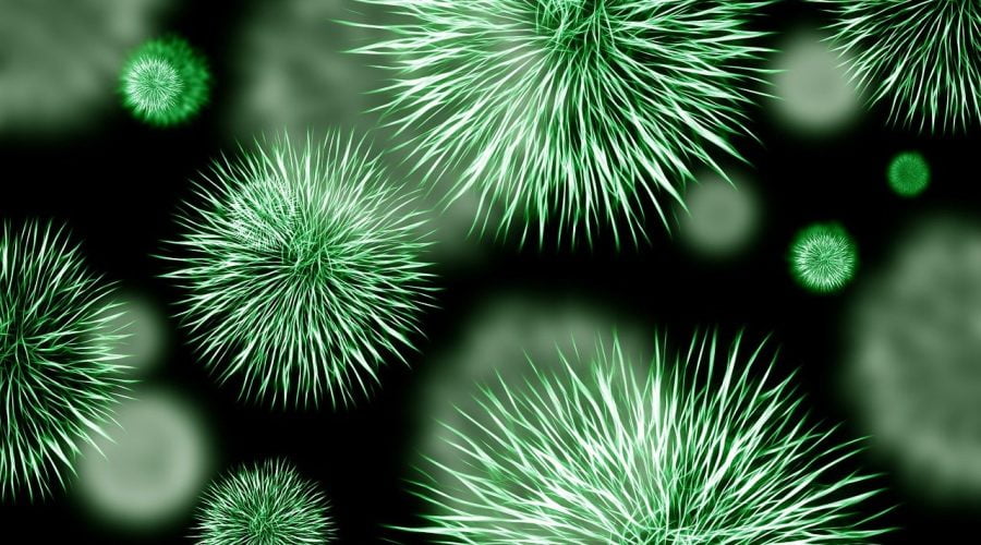 bacteria, pathogen, infection